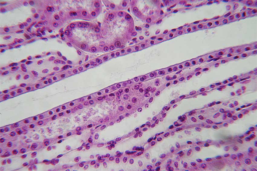 Simple Cuboidal Epithelium 0334